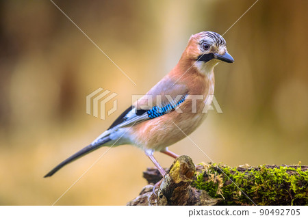 Curious Eurasian Jay on bright background 90492705