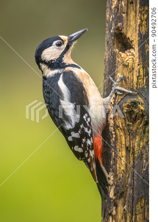 Great spotted woodpecker in portrait 90492706