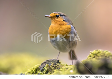 Red Robin bird in ecological garden Red Robin bird in ecological garden 90492708