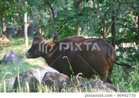 A Gaur standing in a forest in a national park in India 90492730