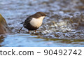 White throated dipper foraging in streaming water 90492742