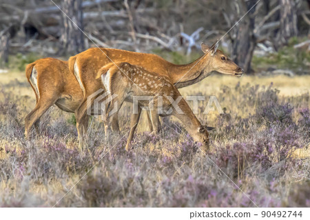 Red deer rutting season Veluwe 90492744