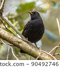 Common blackbird perched on branch with blurred background 90492746