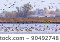 Flock of migrating Eurasian teal 90492748