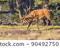 Red deer rutting season Veluwe 90492750