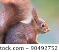 Red squirrel portrait 90492752