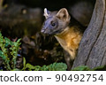 Portrait of Pine marten in forest at night 90492754