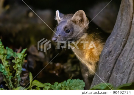 Portrait of Pine marten in forest at night 90492754