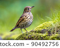 Song thrush on ground with blurred garden background 90492756