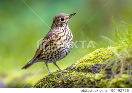 Song thrush on ground with blurred garden background 90492756