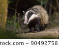 European badger foraging at night 90492758