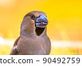 Hawfinch male bird portrait on blurred background 90492759