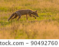 Red Fox juvenile hunting for mice 90492760