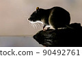 Brown rat in darkness on river bank. 90492761