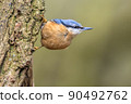 Nuthatch perched on tree trunk in forest 90492762