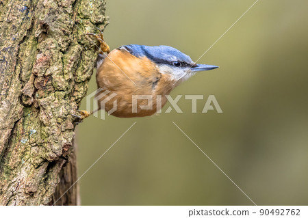 Nuthatch perched on tree trunk in forest 90492762