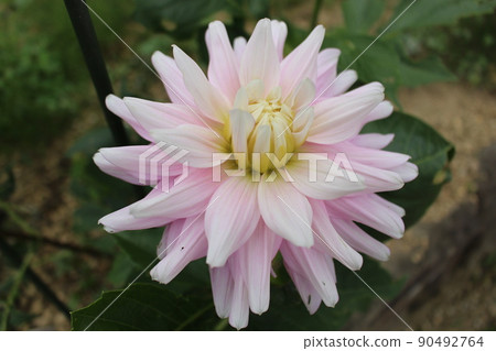 天治牡丹、大麗花、岡寺、奈良縣高一區、飛鳥村、石部、、石部古墳、Baiu、 90492764