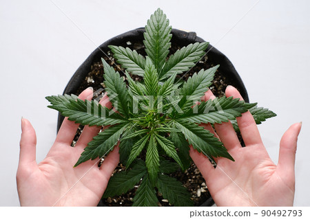 The girl is holding leaves of medical marijuana plant. Cannabis growing indoor 90492793