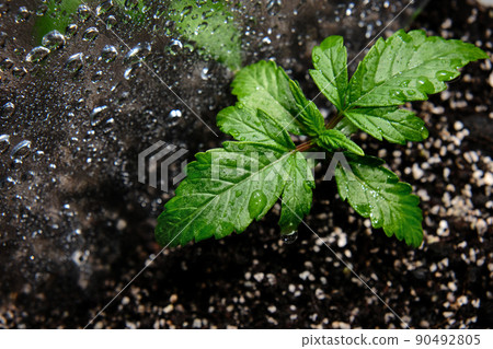 Small marijuana plant in a grow box with coconut soil, top view, flat lay. Micro growing concept. Hemp watering. Small marijuana plant in a grow box with coconut soil, top view, flat lay. Micro growing concept. Hemp watering. 90492805