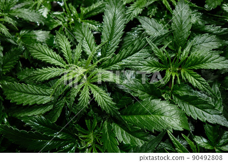 Cannabis CBD plant close up. Layout of fresh marijuana blooms Cannabis CBD plant close up. Layout of fresh marijuana blooms 90492808