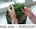 The girl is holding leaves of medical marijuana plant. Cannabis growing indoor 90492820