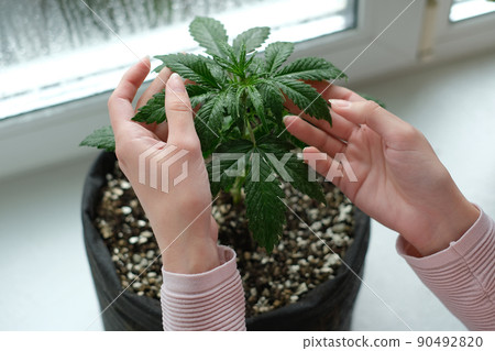 The girl is holding leaves of medical marijuana plant. Cannabis growing indoor 90492820