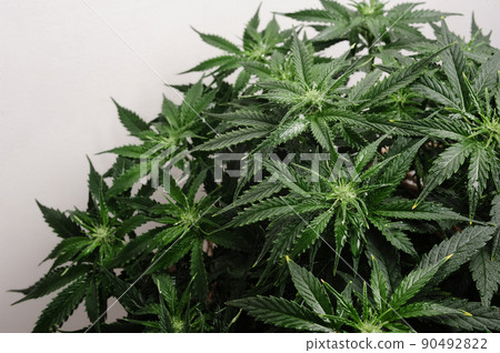 Cannabis plant isolated on white background. Layout of fresh wet marijuana leaves, watering bush 90492822