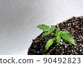 Small marijuana plant in a grow box with coconut soil, top view, flat lay. Micro growing concept. Hemp watering. 90492823