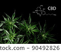 CBD formula and cannabis plant on black background. Layout of fresh wet marijuana leaves, top view. 90492826