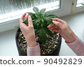 The girl is holding leaves of medical marijuana plant. Cannabis growing indoor 90492829