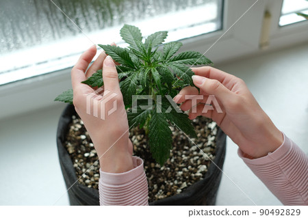 The girl is holding leaves of medical marijuana plant. Cannabis growing indoor 90492829