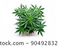 Isolated cannabis plant top view 90492832
