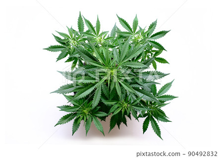 Isolated cannabis plant top view Isolated cannabis plant top view 90492832
