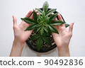 The girl is holding leaves of medical marijuana plant. Cannabis growing indoor 90492836