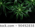 Cannabis plant on black background. Layout of fresh wet marijuana leaves, top view. 90492838