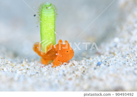 Frogfish 90493492