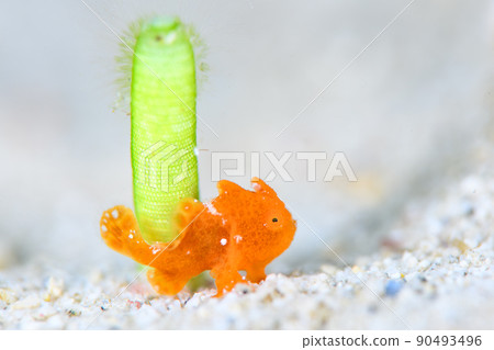 Frogfish Frogfish 90493496
