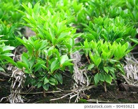 Young tea tree 90493621