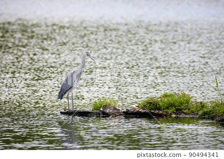 Gray heron chick_3 90494341