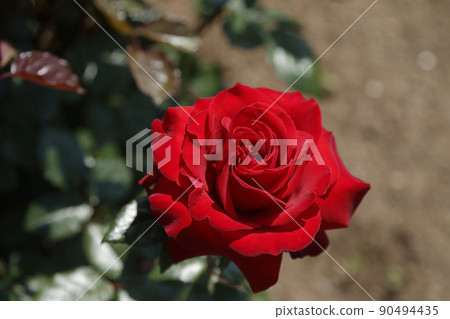荒尾市少女公民花壇玫瑰花, 荒尾市少女公民花壇玫瑰花, 90494435