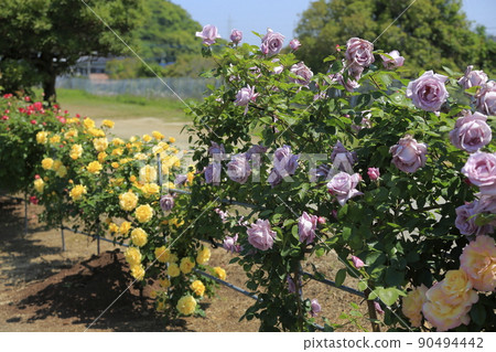 Arao City Ominous Citizen Flower Bed Rose Flower, Arao City Ominous Citizen Flower Bed Rose Flower, 90494442