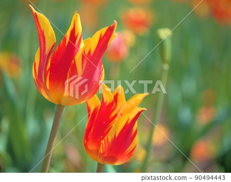 Tulip flowers blooming in April Tulip flowers blooming in April 90494443