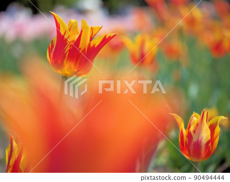 四月盛開的鬱金香花 四月盛開的鬱金香花 90494444