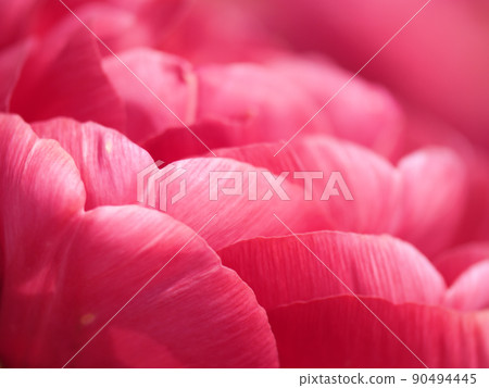 四月盛開的鬱金香花 90494445