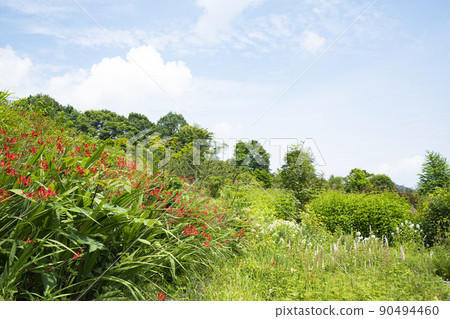 Red flowers and blue sky blooming in the mountains in summer 90494460
