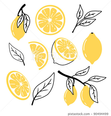 Set of lemons in doodle style. Collection of lemons on a branch, a slice of a lemon, half a lemon. Set of lemons in doodle style. Collection of lemons on a branch, a slice of a lemon, half a lemon. 90494499