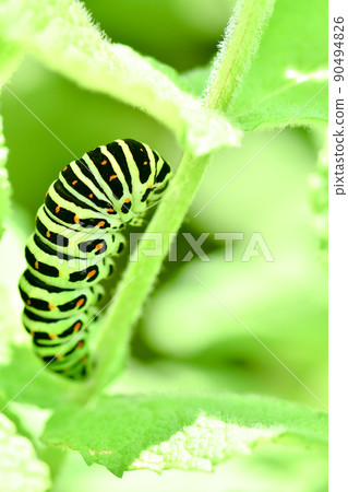 The larva of the yellowfin tuna The larva of the yellowfin tuna 90494826