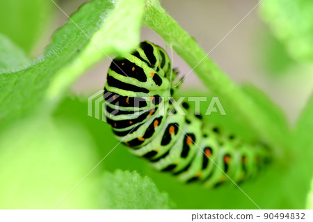 The larva of the yellowfin tuna 90494832