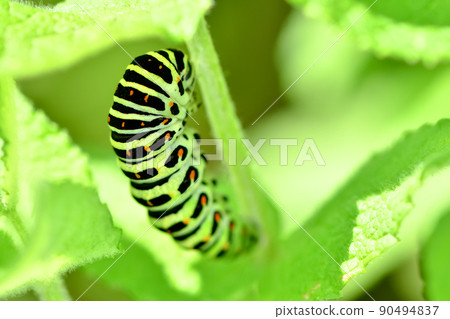 The larva of the yellowfin tuna The larva of the yellowfin tuna 90494837