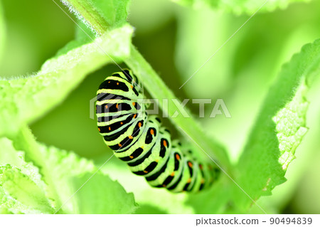 The larva of the yellowfin tuna The larva of the yellowfin tuna 90494839
